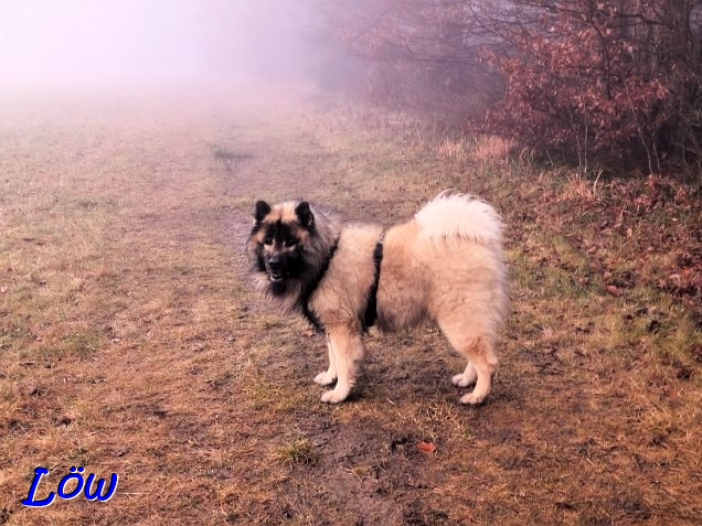 9.12.2025 - Dwix, der Nebelhund